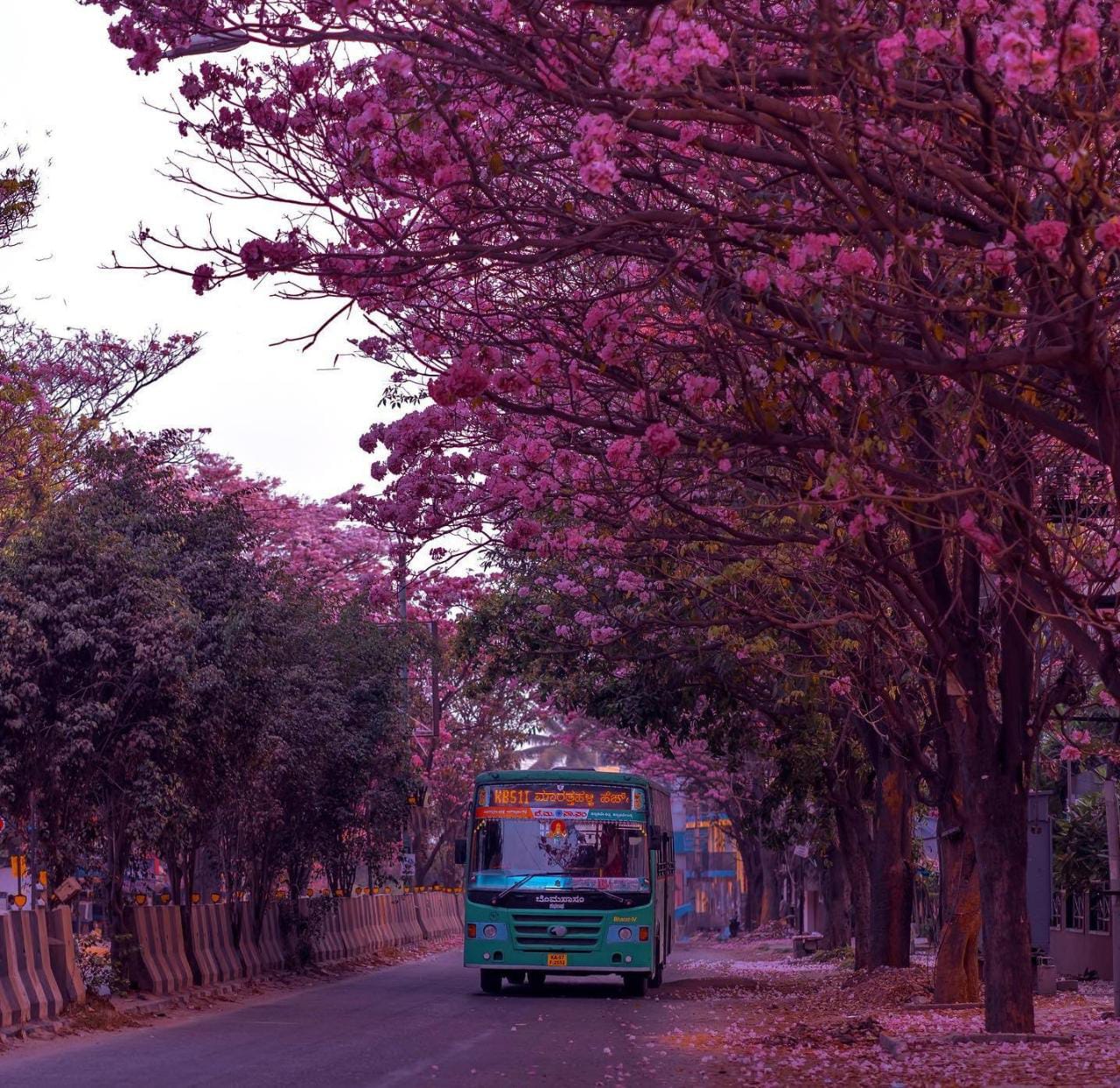 ಬೆಂಗಳೂರು ಈಗ ಪಿಂಕ್ ಸಿಟಿ| ಉದ್ಯಾನನಗರಿ‌ ತುಂಬೆಲ್ಲಾ ಗುಲಾಬಿ ರಂಗು