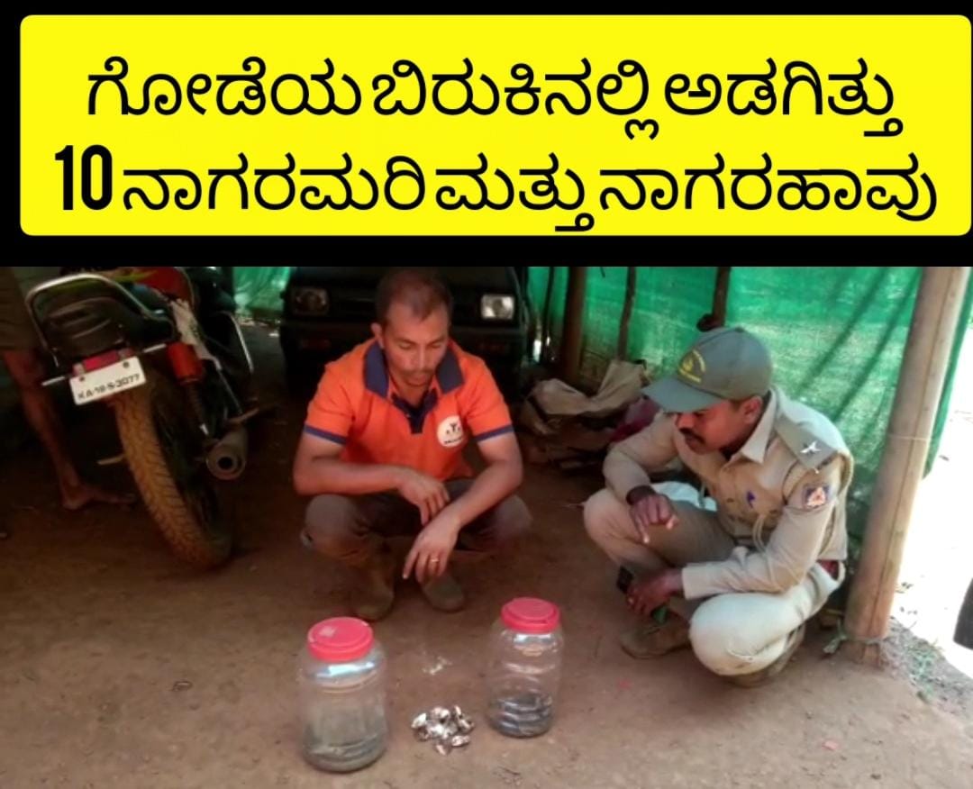 Kottigehara: ಗೋಡೆಯ ಬಿರುಕಿನಲ್ಲಿ ಅಡಗಿತ್ತು 10 ನಾಗರಮರಿ ಮತ್ತು ನಾಗರಹಾವು