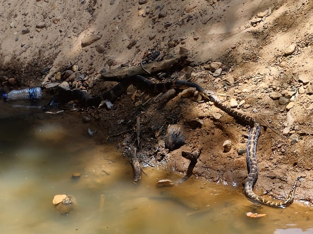 ಸುಳ್ಯ: ಹೆಬ್ಬಾವನ್ನೇ ನುಂಗಿದ ಕಾಳಿಂಗ