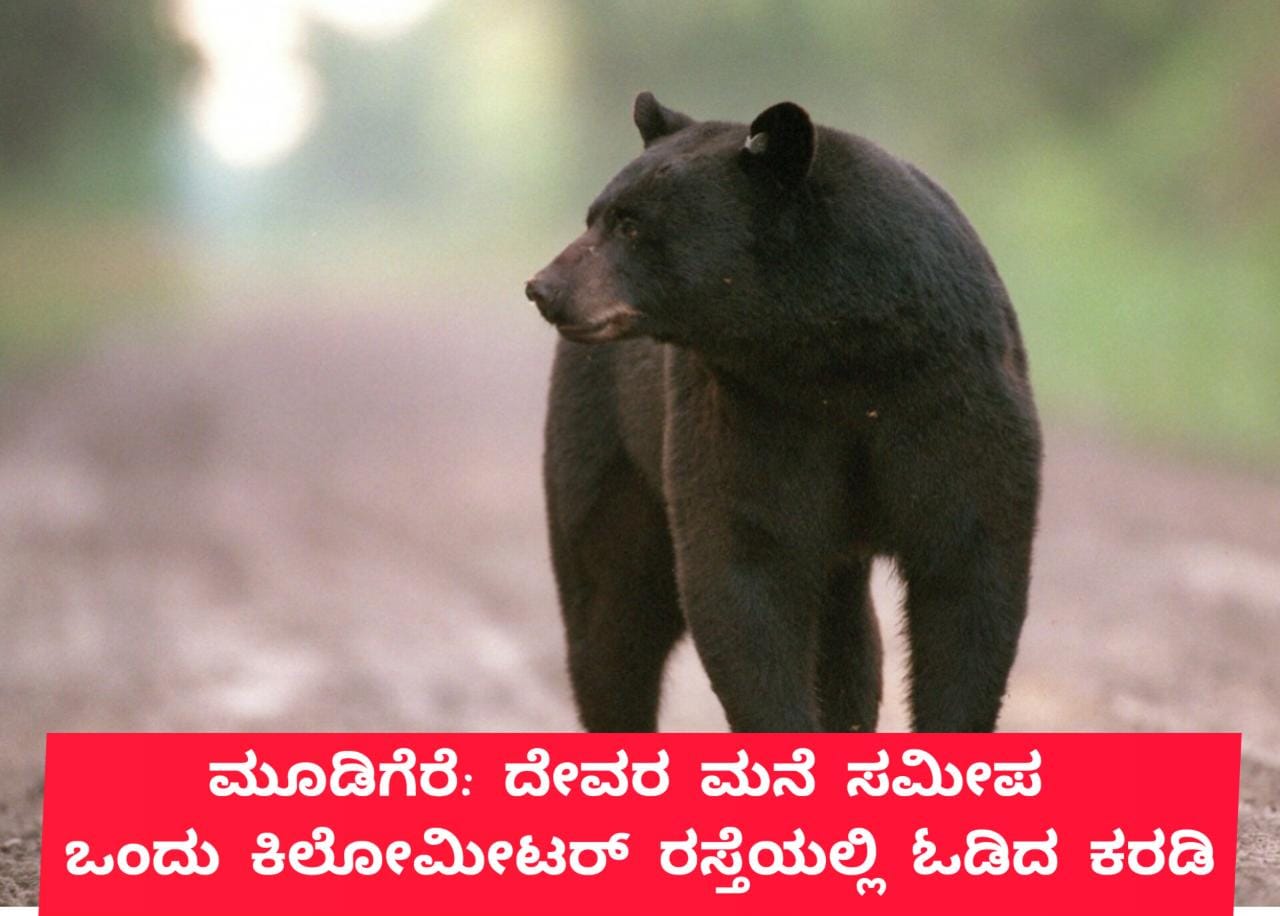 ಮೂಡಿಗೆರೆ: ದೇವರ ಮನೆ ಸಮೀಪ ಒಂದ ಕಿ.ಮೀ ರಸ್ತೆಯಲ್ಲಿ ಓಡಿದ ಕರಡಿ