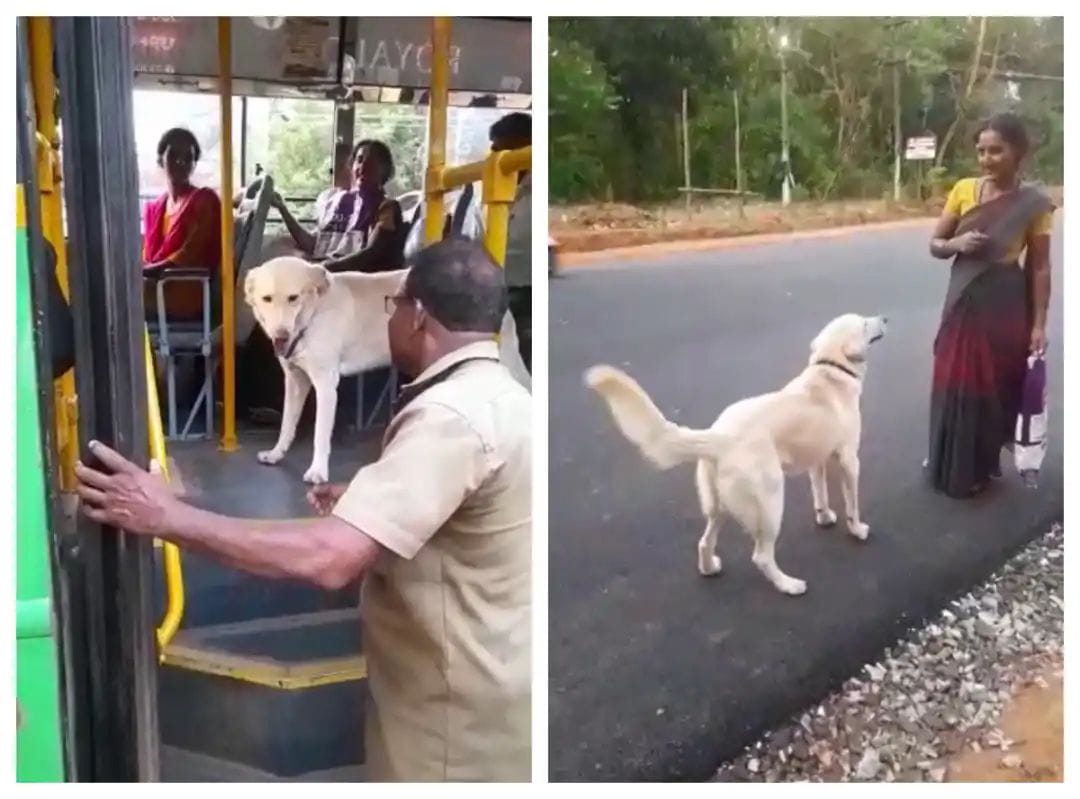 ಮಹಿಳೆ ಜತೆ ಬಸ್ ಏರಿದ ಶ್ವಾನ…!