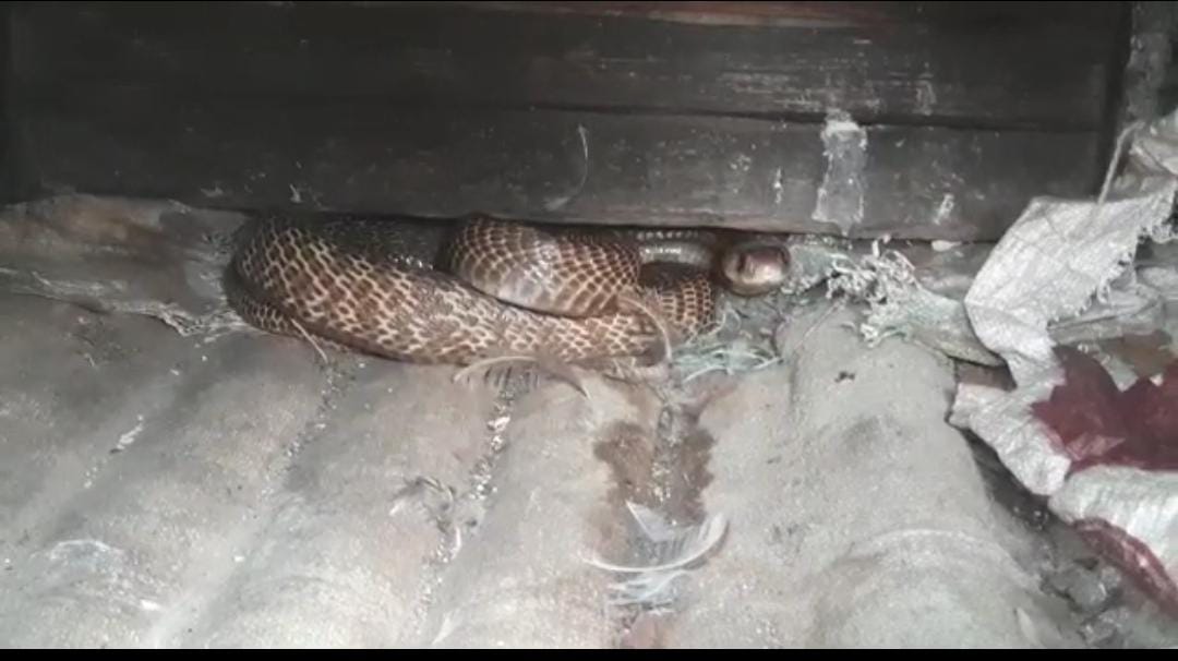 ಸಿದ್ದಾಪುರ: ಕೋಳಿ ಗೂಡಿನೊಳಗೆ ನುಗ್ಗಿದ್ದ ನಾಗರಹಾವು ಸೆರೆ