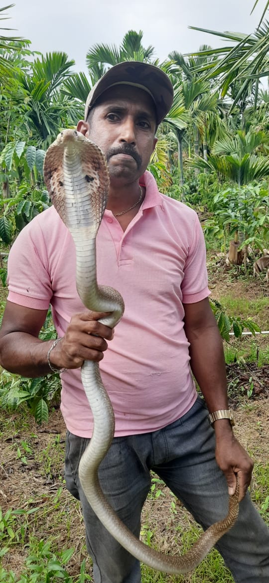 ಕೊಡಗು: ಸ್ನೇಕ್ ಸುರೇಶ್ ಪೂಜಾರಿ ಅವರಿಂದ ನಾಗರ ಹಾವಿನ ರಕ್ಷಣೆ
