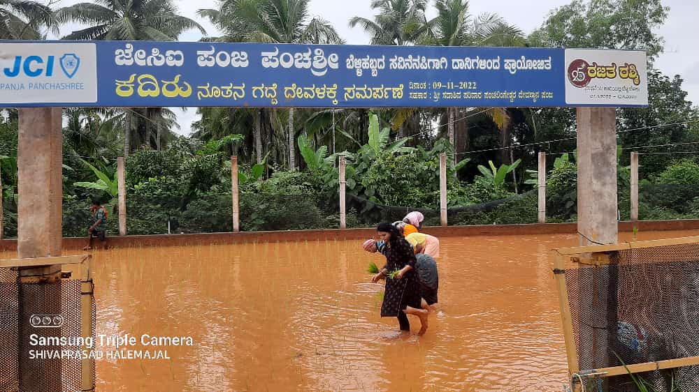 ಪಂಜ: ಪಂಚಶ್ರೀ ಜೆಸಿಐ ವತಿಯಿಂದ ಗದ್ದೆನಾಟಿ