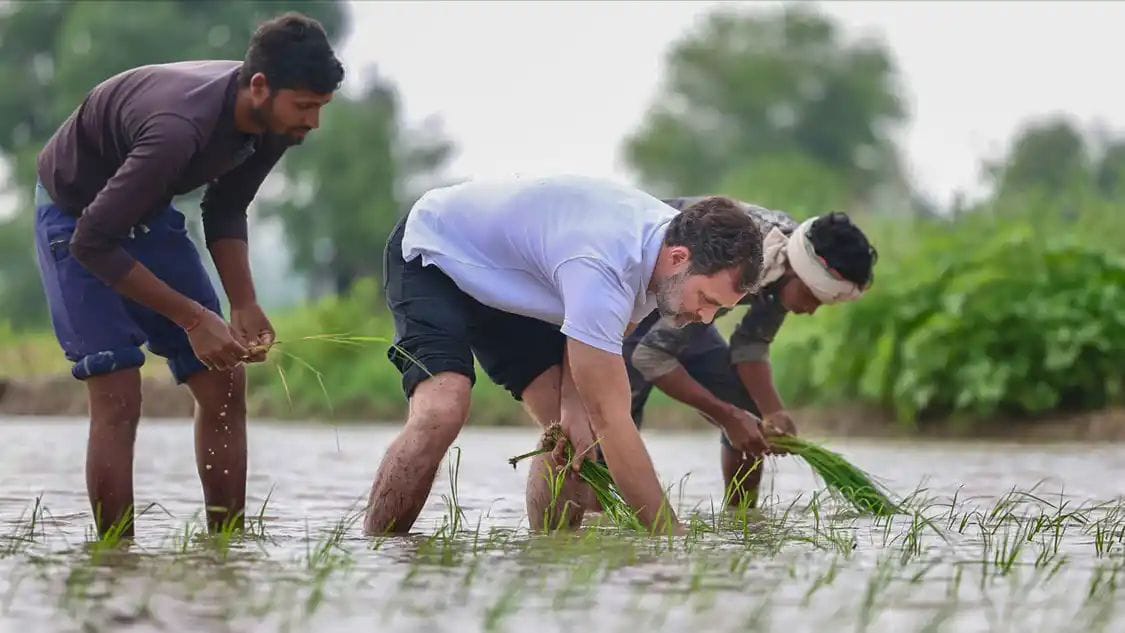 ಗದ್ದೆಯಲ್ಲಿ ನಾಟಿ ಮಾಡಿದ ರಾಹುಲ್ ಗಾಂಧಿ