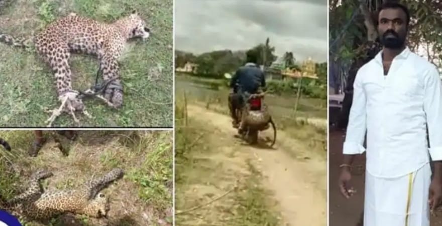 ತನ್ನ ಮೇಲೆ ದಾಳಿ‌ ಮಾಡಿದ ಚಿರತೆಯನ್ನೇ ಸೆರೆಹಿಡಿದು‌ ಬೈಕ್‌ಗೆ ಕಟ್ಟಿ ಊರಿಗೆ ತಂದ ಯುವಕ!