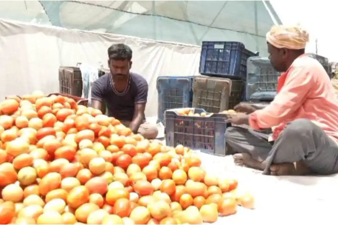 ಸದ್ಯಕ್ಕೆ ಟೊಮ್ಯಾಟೊ ಖಾದ್ಯಗಳ ಆಸೆ‌ ಬಿಟ್ಬಿಡಿ..! ಮಾರುಕಟ್ಟೆ ತಜ್ಞರು ಏನ್ ಹೇಳ್ತಾರೆ ಗೊತ್ತಾ!?