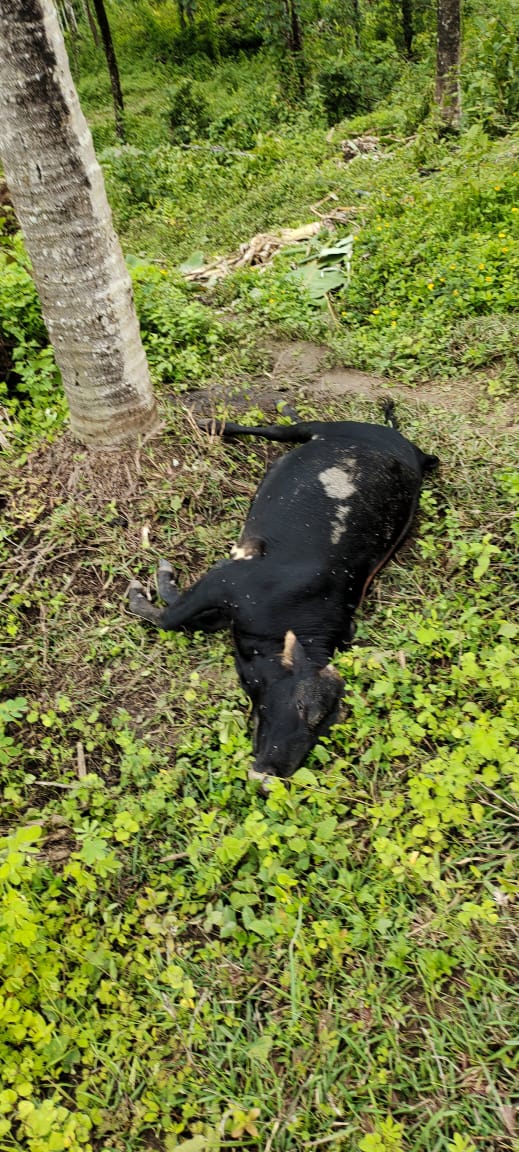 ಕೊಟ್ಟಿಗೆಹಾರ: ಕಾಡಾನೆ ದಾಳಿ, ಮೇಯಲು ಕಟ್ಟಿ ಹಾಕಿದ್ದ ಹಸು ಸಾವು