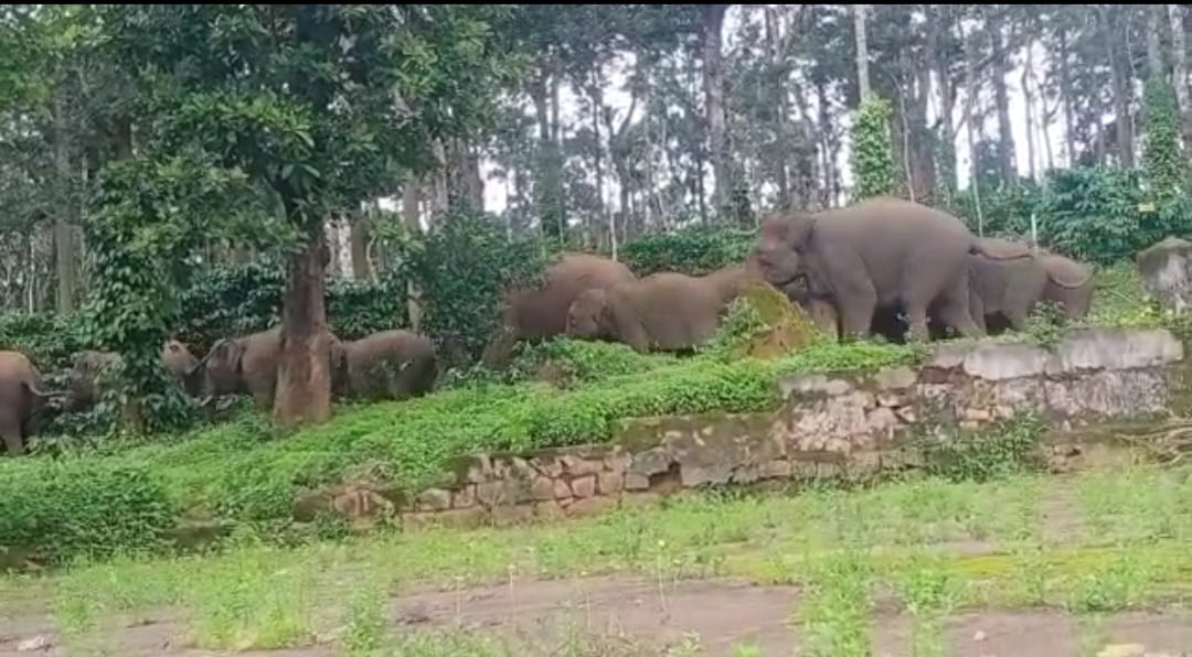 ಸಿದ್ದಾಪುರ: ಮತ್ತೆ ಆತಂಕ ಮೂಡಿಸಿದ ಕಾಡಾನೆ ಹಿಂಡು