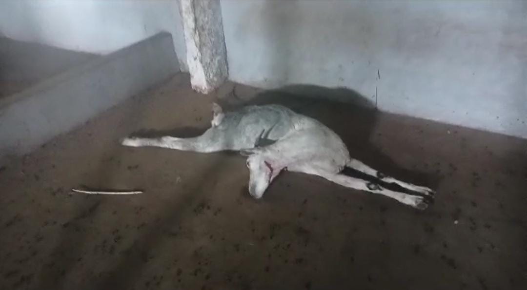 ಚಿಕ್ಕಮಗಳೂರು: ಕೊಟ್ಟಿಗೆಯಲ್ಲಿದ್ದ 27 ಕುರಿಗಳನ್ನ ಕದ್ದು 9 ಕುರಿಗಳ ಕತ್ತು ಕೊಯ್ದ ದುಷ್ಕರ್ಮಿಗಳು