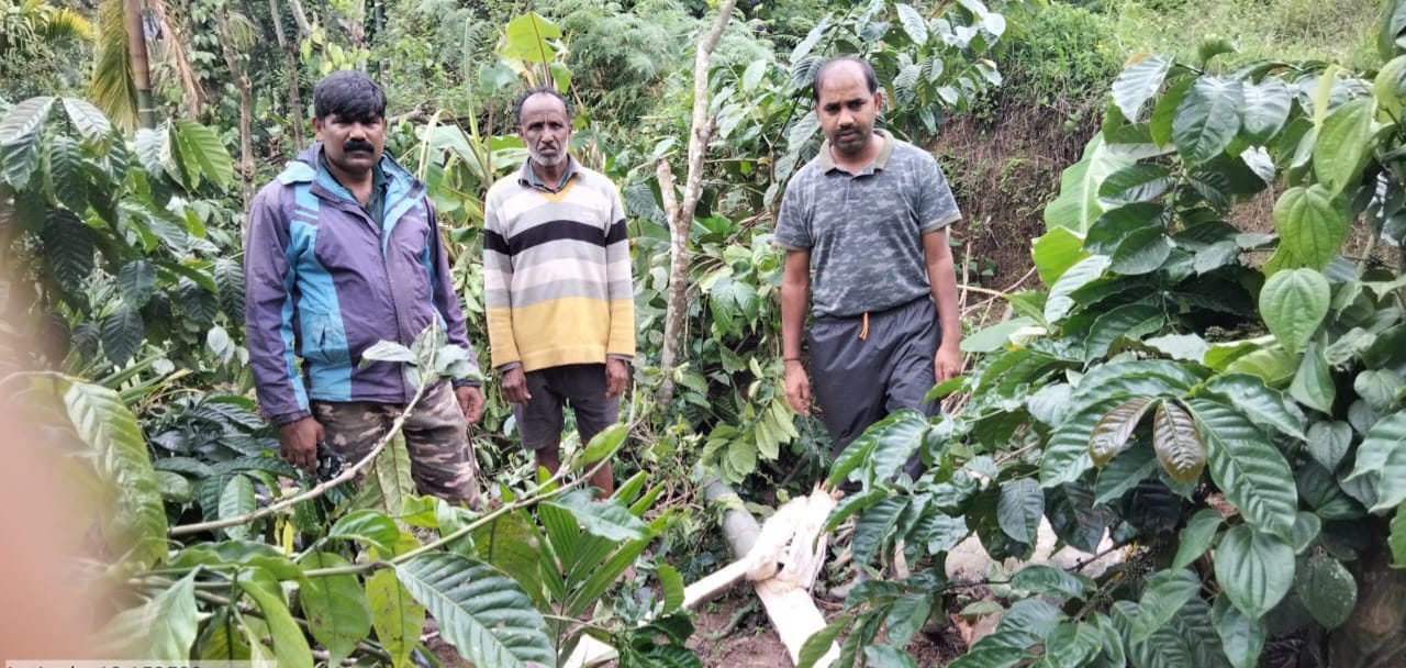 ಅಲೇಕಾನ್ ಮಲೆಮನೆ ಭಾಗದಲ್ಲಿ ಕಾಡಾನೆ ದಾಳಿ| ಅಪಾರ ಬೆಳೆ ಹಾನಿ, ಪರಿಹಾರಕ್ಕೆ ಒತ್ತಾಯ