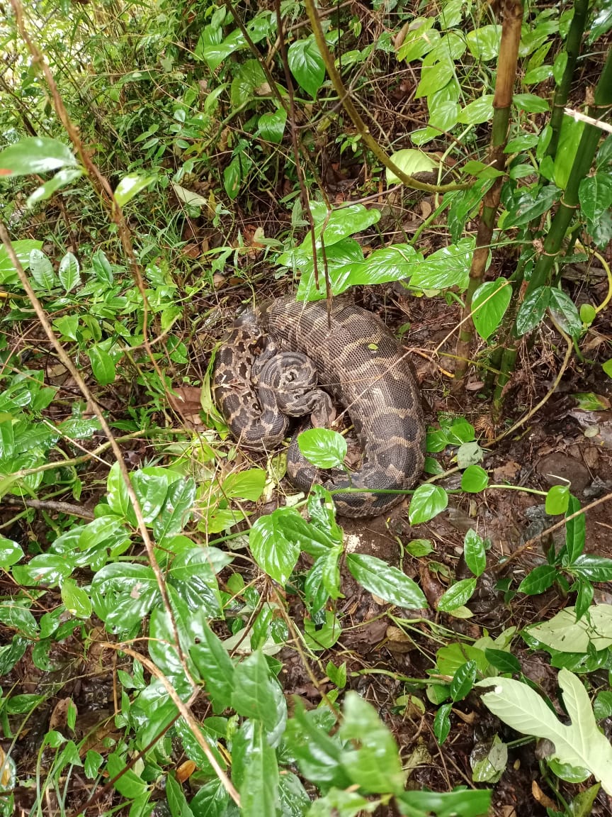 ಸಂಪಾಜೆ: ನಾಯಿ ನುಂಗಿದ ಹೆಬ್ಬಾವಿನ ರಕ್ಷಣೆ