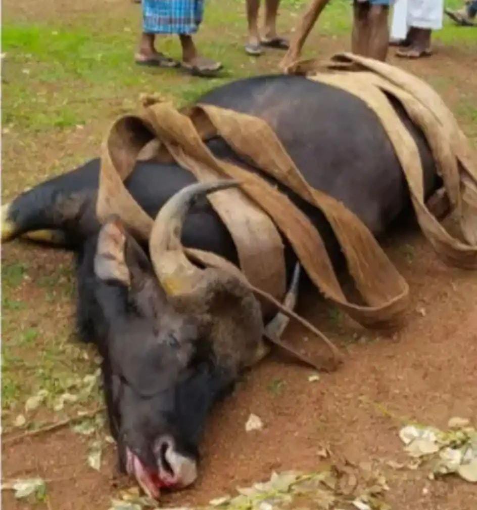 ಪುತ್ತೂರು: ಬಾವಿಗೆ ಬಿದ್ದು ಕಾಡುಕೋಣ ಸಾವು