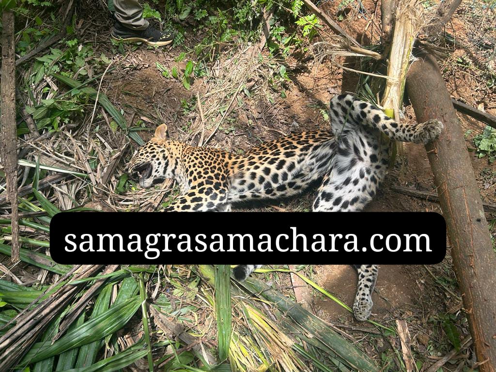ಸುಳ್ಯ: ಉರುಳಿಗೆ ಬಿದ್ದ ಚಿರತೆ ಸಾವು; ಇಬ್ಬರು ಅರೆಸ್ಟ್