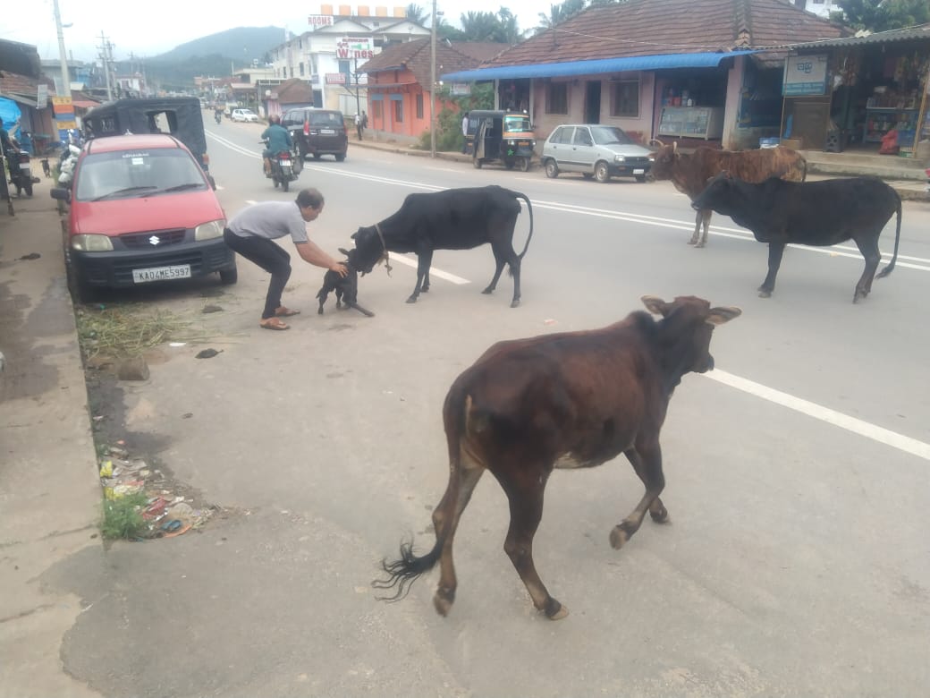 ಕೊಟ್ಟಿಗೆಹಾರ:ರಸ್ತೆಯಲ್ಲೇ ಕರುವನ್ನು ಹಾಕಿದ ಬೀಡಾಡಿ ಹಸು
