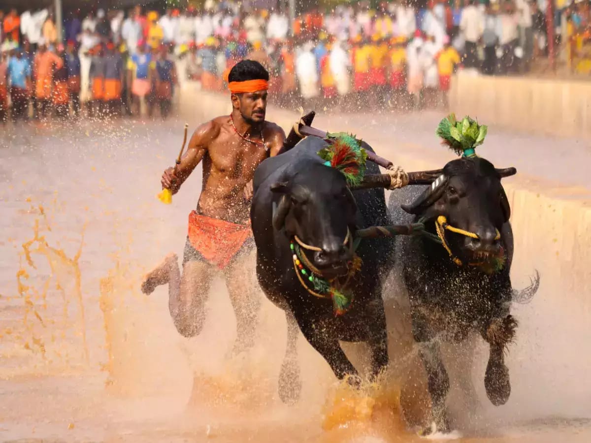 ಬೆಂಗಳೂರು ಕಂಬಳಕ್ಕೆ ನಡಿತಿದೆ ಅದ್ಧೂರಿ ತಯಾರಿ..