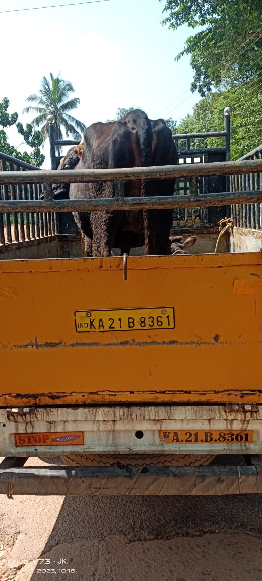 ಕಡಬ: ಅಕ್ರಮ ಜಾನುವಾರು ಸಾಗಾಟ| ಜಾನುವಾರು ಸಹಿತ ಪಿಕಪ್ ಪೋಲಿಸ್ ವಶಕ್ಕೆ