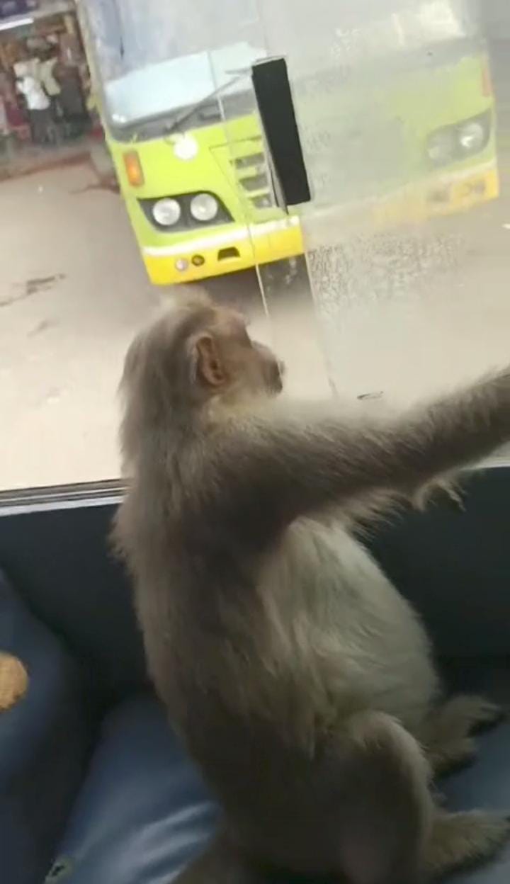 KSRTC ಬಸ್ ಏರಿ ‘ಮಂಕಿ’ ಜಾಲಿ ರೈಡ್