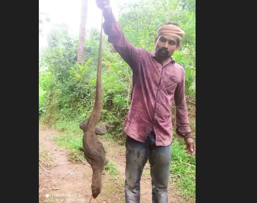 ಬಂಟ್ವಾಳ: ಉಡ ಬೇಟೆಯಾಡಿ ಪೌರುಷ ಮೆರೆದಾತನ ಬೇಟೆಗಿಳಿದ ಅರಣ್ಯ ಇಲಾಖೆ