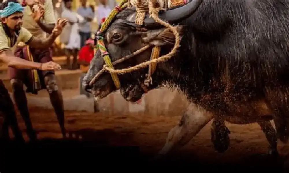 ಬೆಂಗಳೂರು ಕಂಬಳಕ್ಕೆ ಸಕಲ ಸಿದ್ದತೆ| ರಾಜಧಾನಿಯಲ್ಲಿ ರಾರಾಜಿಸಲಿದೆ ಕರಾವಳಿಯ ಜಾನಪದ ಕ್ರೀಡೆ