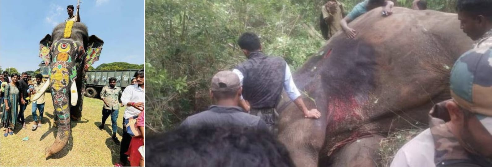ಎಂಟು ಬಾರಿ ಅಂಬಾರಿ ಹೊತ್ತಿದ ಅರ್ಜುನ ಇನ್ನಿಲ್ಲ