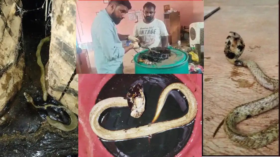 ಪುತ್ತೂರು: ಡಾಂಬರ್ ನಲ್ಲಿ ಸಿಲುಕಿದ್ದ ನಾಗರಹಾವನ್ನು ರಕ್ಷಿಸಿದ ಸ್ನೇಕ್ ತೇಜಸ್