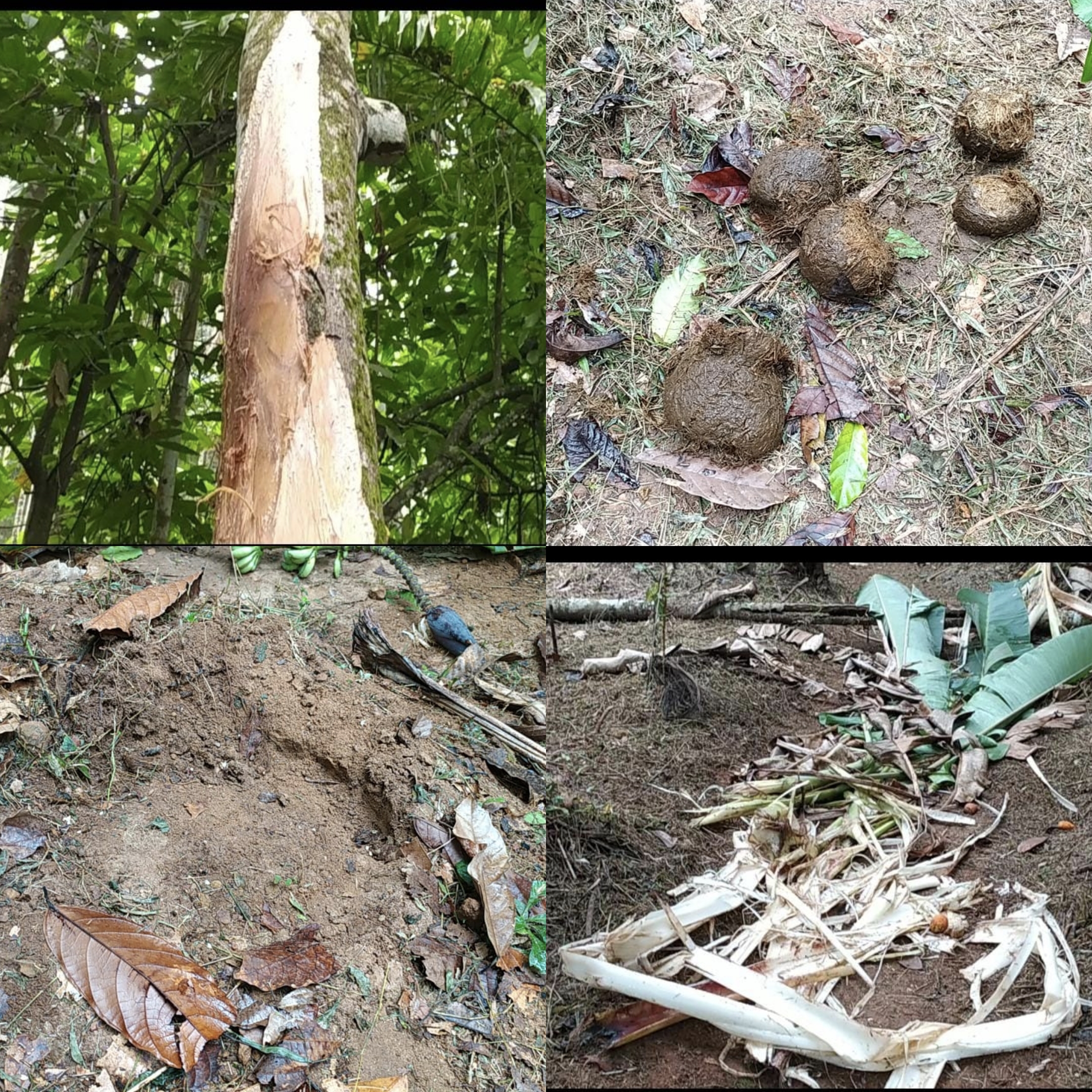ಪೆರ್ನಾಜೆ: ಮತ್ತೆ ಒಂಟಿ ಸಲಗ ಪುಂಡಾಟ| ಬಾಳೆ ಗಿಡ ಬಾಳೆ ದಿಗುಜ್ಜೆ ಗಿಡಗಳ ಮೇಲೆ ದಾಳಿ-ಹಾನಿ