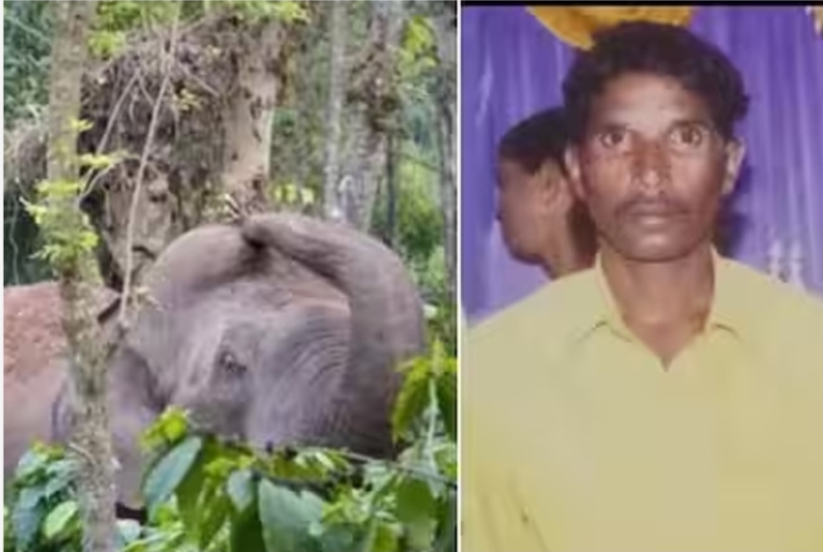 ಹಾಸನ: ಒಂಟಿ ಸಲಗ ದಾಳಿ| ಕೂಲಿ ಕಾರ್ಮಿಕ ಬಲಿ