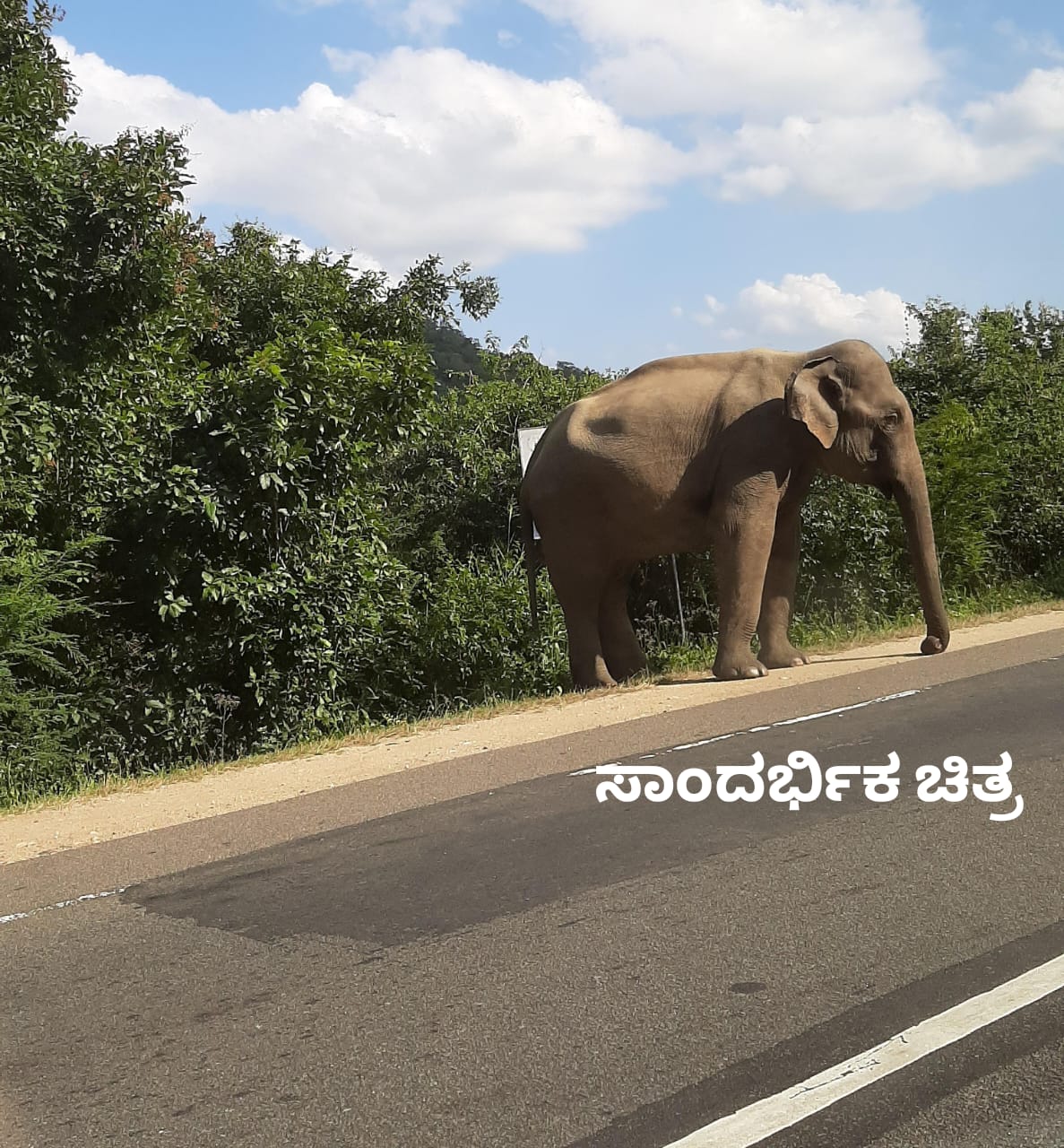 ದಿನಂಪ್ರತಿ ಹಸಿದ ಹೊಟ್ಟೆಯಲ್ಲಿ ಕಾಡಿನಿಂದ ತರಕಾರಿ ವಾಹನಗಳನ್ನು ಅರಸಿಕೊಂಡು ಬರುವ ಗಜ ರಾಜ