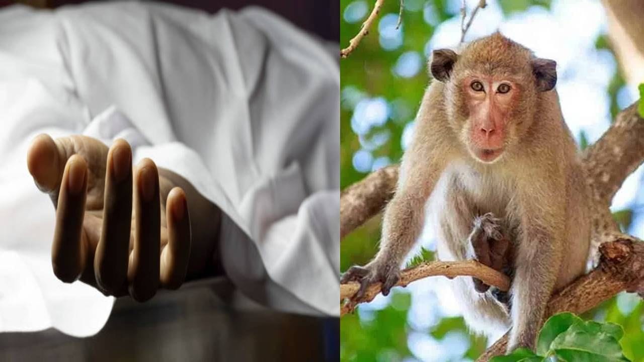 ಚಿಕ್ಕಮಗಳೂರು: ಮಂಗನ ಕಾಯಿಲೆಗೆ ವೃದ್ಧ ಬಲಿ| ಮಾಲೆನಾಡಿಗರಲ್ಲಿ ಹೆಚ್ಚಿದ ಆತಂಕ