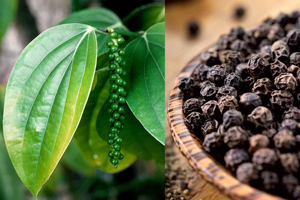 ರೈತರಲ್ಲಿ ಆತಂಕ ಮೂಡಿಸಿದ ಕಾಳುಮೆಣಸು ದರ ಕುಸಿತ…!