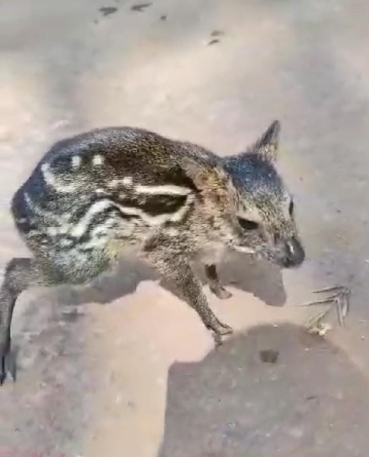ಅಳಿವಿನಂಚಿನ ಅಪರೂಪದ ಮೌಸ್ ಡೀರ್ ಪತ್ತೆ