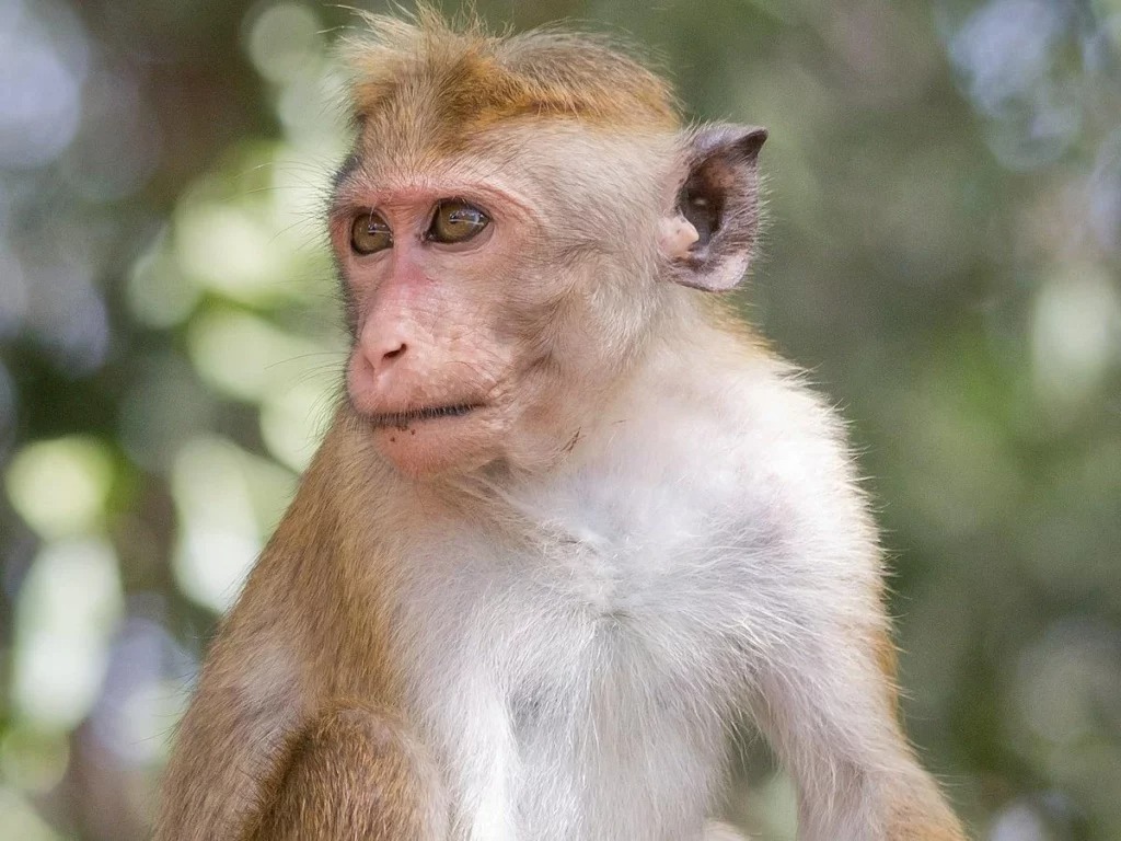 ಉಡುಪಿಯಲ್ಲಿ ರಸ್ತೆ ಅಪಘಾತ: ಗರ್ಭಿಣಿ ಮಂಗ ಮೃತ್ಯು
