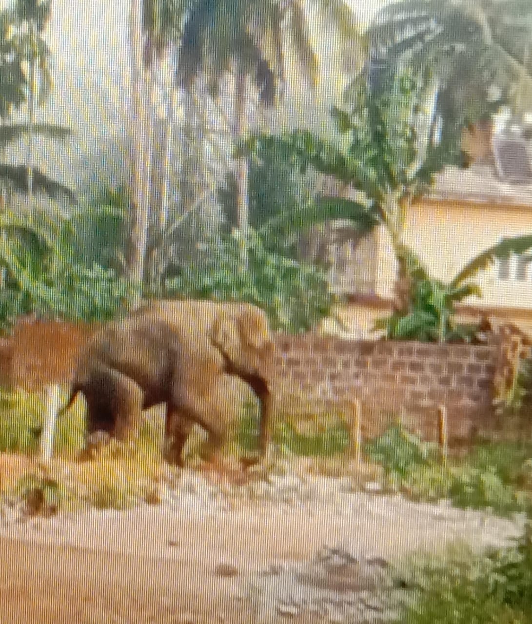 ಬೆಳ್ಳಂಬೆಳಗ್ಗೆ ಪೊನ್ನಂಪೇಟೆ ಪಟ್ಟಣಕ್ಕೆ ಎಂಟ್ರಿ ಕೊಟ್ಟ ಕಾಡಾನೆ
