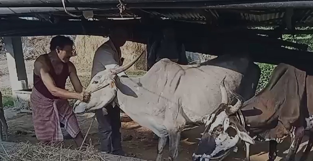 ನಂಜನಗೂಡು:ರಾಸುಗಳಿಗೆ ಕಾಲುಬಾಯಿ ಜ್ವರ ಲಸಿಕೆ ಕಾರ್ಯಕ್ರಮಕ್ಕೆ ಚಾಲನೆ