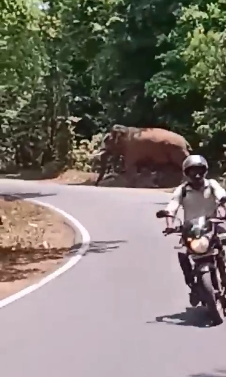 ಚಾರ್ಮಾಡಿ ಘಾಟಿಯಲ್ಲಿ ಹಗಲಲ್ಲೇ ಕಾಡಾನೆ ಸಂಚಾರ| ಬೈಕ್ ಸವಾರ ಜಸ್ಟ್ ಮಿಸ್!