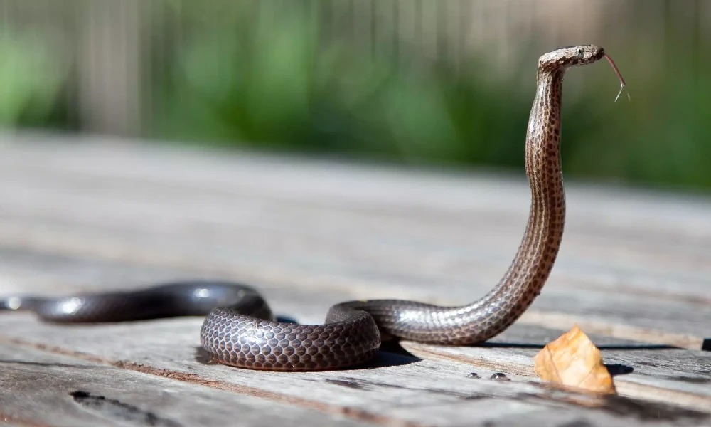 ಬೆಳಗಾವಿ:ಹಾವು ಕಚ್ಚಿ ಎರಡೂವರೆ ವರ್ಷದ ಬಾಲಕಿ ಸಾವು