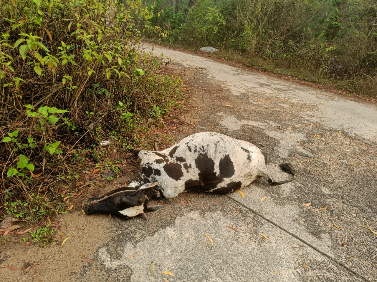 ಕೊಟ್ಟಿಗೆಹಾರ: ಪವರ್ ಲೈನ್ ತುಳಿದು ಹಸು ಸಾವು