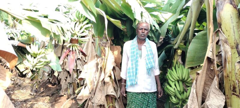 ನಂಜನಗೂಡು : ಬಿರುಗಾಳಿ ಮಳೆಗೆ ಮುರಿದು ಬಿದ್ದ ನಾಲ್ಕು ಎಕರೆ ಬಾಳೆ