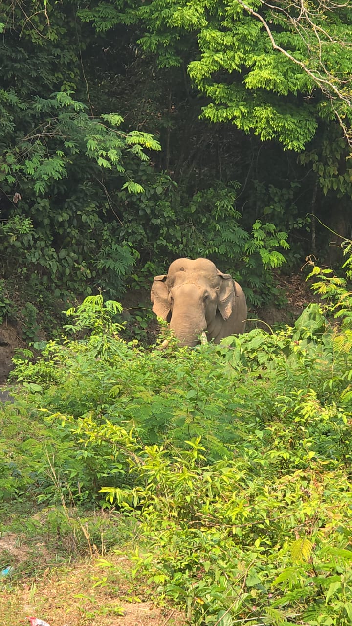 ಚಾರ್ಮಾಡಿ ಘಾಟ್ ನಲ್ಲಿ ಒಂಟಿ ಸಲಗ ಪ್ರತ್ಯಕ್ಷ