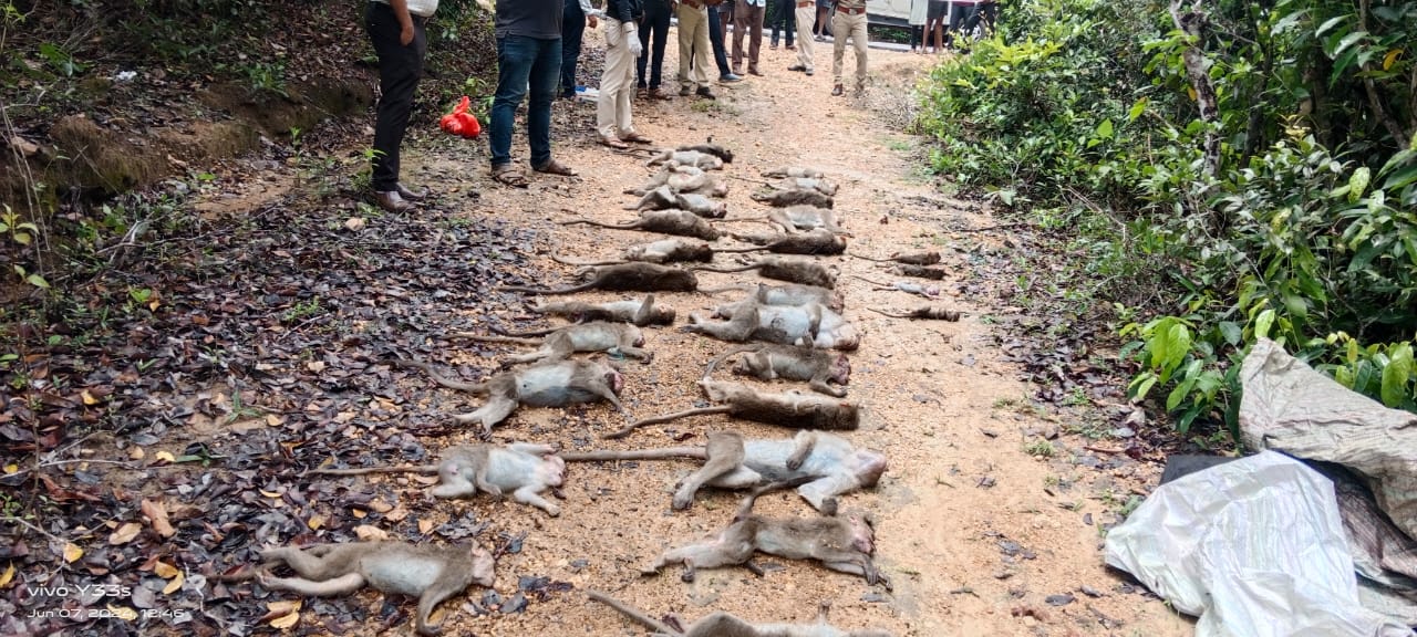 ಬಾಳೆಹಣ್ಣಲ್ಲಿ ವಿಷಬೆರೆಸಿ ಮಂಗಗಳ ಅಮಾನವೀಯ ಹತ್ಯೆ