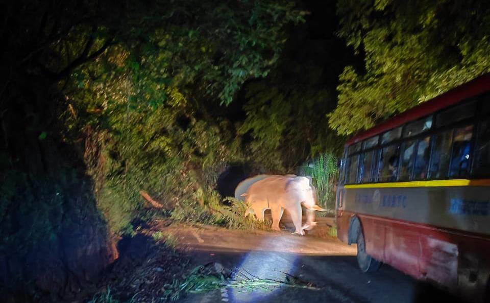 ಚಾರ್ಮಾಡಿ: ಬಸ್ಸಿಗೆ ಅಡ್ಡ ಬಂದ ಕಾಡಾನೆ| ಪ್ರಯಾಣಿಕರಿಗೆ ಫುಲ್ ಶಾಕ್