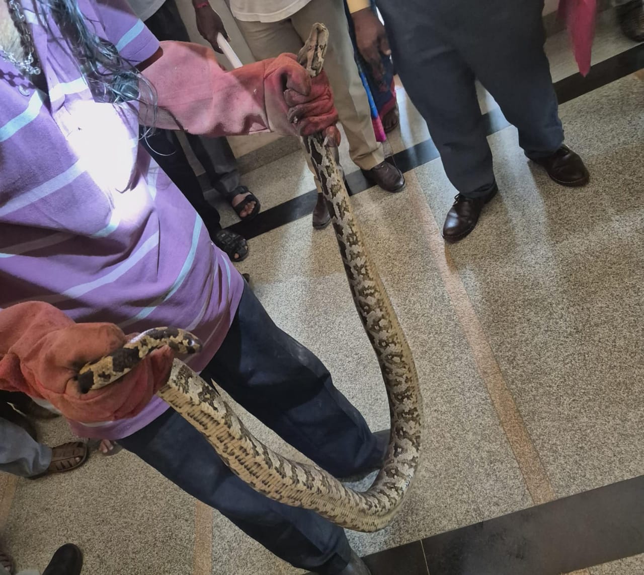 ಸುಳ್ಯ ತಾಲೂಕು ಕಚೇರಿಯಲ್ಲಿ ಹೆಬ್ಬಾವು ಪ್ರತ್ಯಕ್ಷ