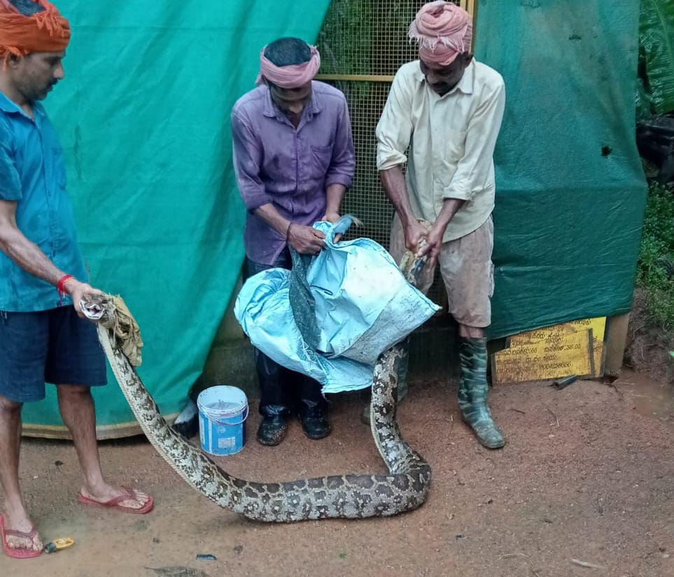 ಬೆಳ್ತಂಗಡಿ: ಕೋಳಿಗೂಡೊಳಗೆ ಬೃಹತ್ ಹೆಬ್ಬಾವು ಪತ್ತೆ
