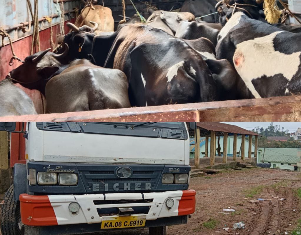 ಸಕಲೇಶಪುರ: ಕಂಟೈನರ್ ನೊಳಗೆ ಅಕ್ರಮವಾಗಿ ಗೋಸಾಗಾಟ| ಭಜರಂಗದಳ ಕಾರ್ಯಕರ್ತರಿಂದ 26 ಗೋವುಗಳ ರಕ್ಷಣೆ