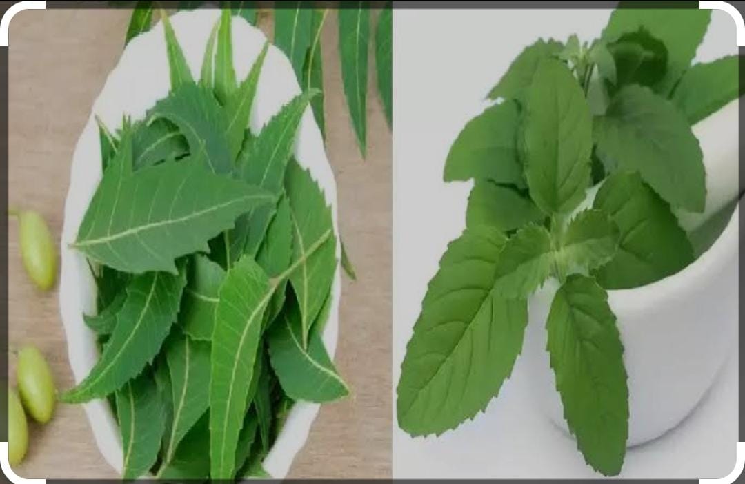 Health Tips: ಬೇವು ಮತ್ತು ತುಳಸಿ ಎಲೆಯ ಪ್ರಯೋಜನಗಳು