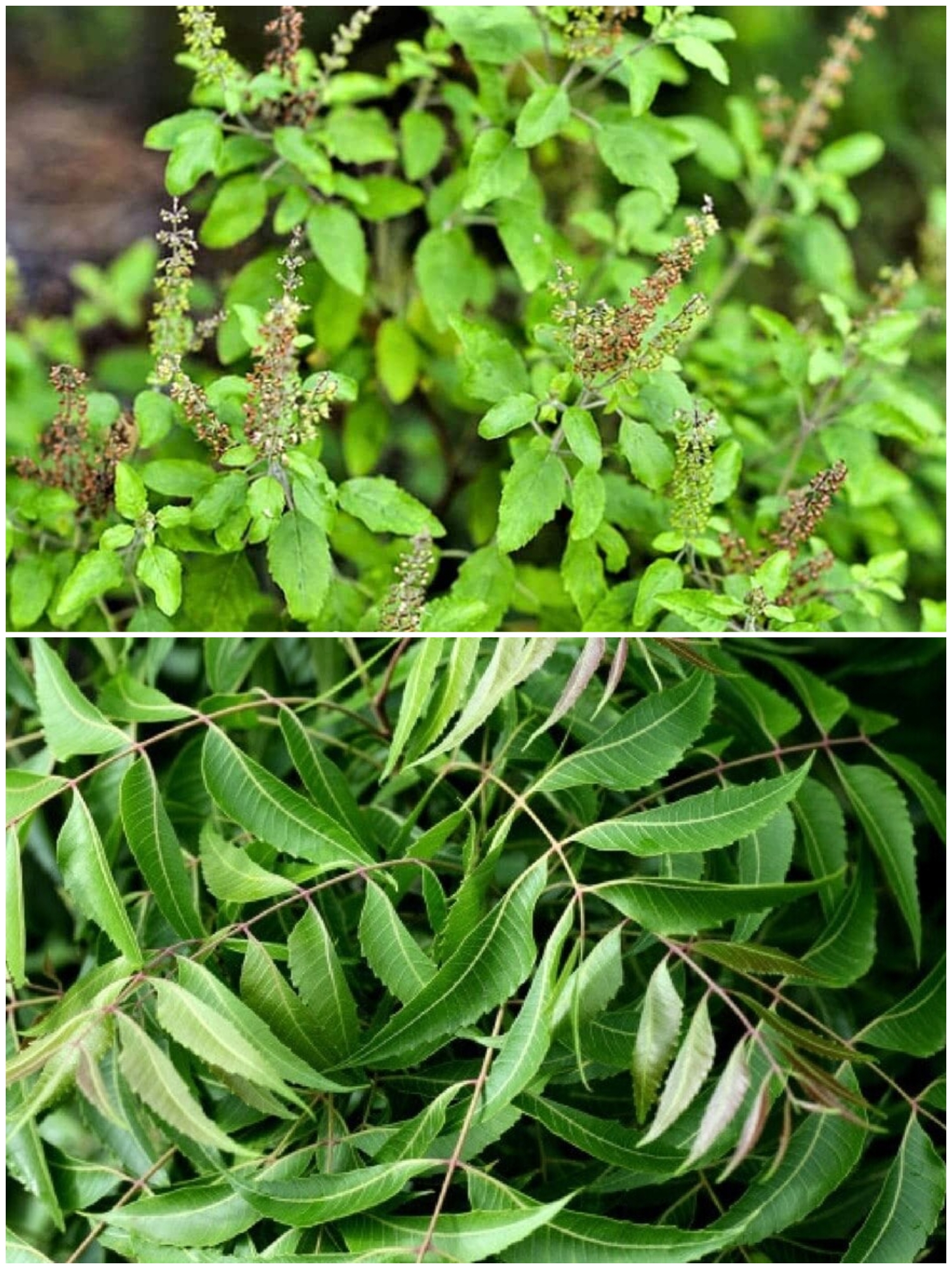 ಬೇವು ಮತ್ತು ತುಳಸಿ ಎಲೆಗಳನ್ನು ತಿನ್ನುವುದರ ಪ್ರಯೋಜನಗಳು