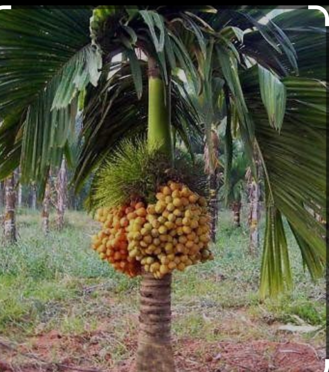 ಕರ್ನಾಟಕದ ಅಡಿಕೆ ಬೆಳೆಗಾರರಲ್ಲಿ ಆತಂಕ ಮೂಡಿಸಿದೆ ಕೇಂದ್ರ ಸರ್ಕಾರ