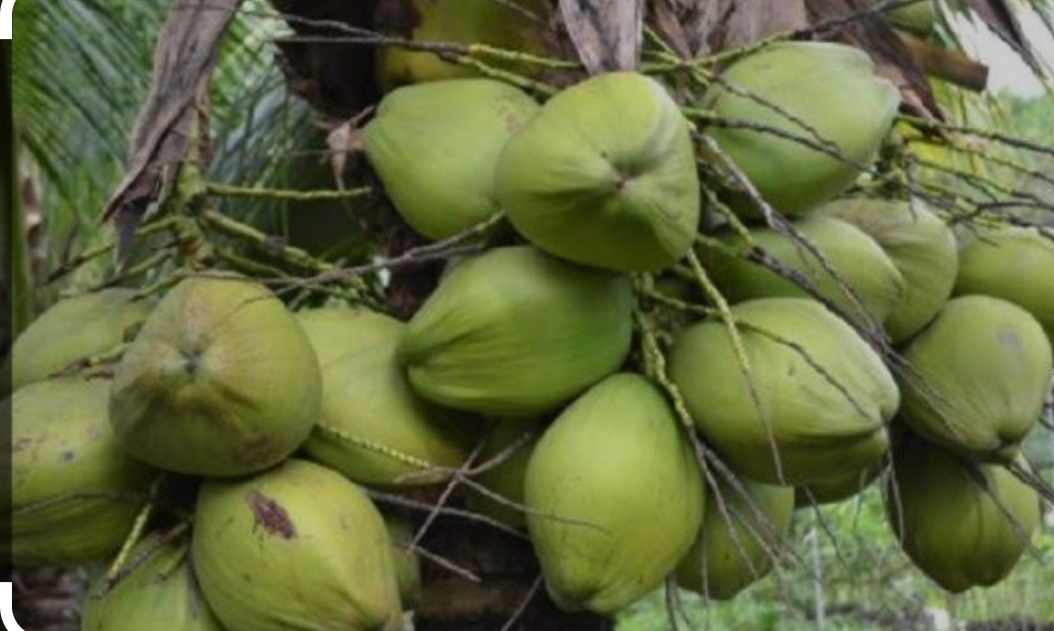 ಕೊಬ್ಬರಿ ಎಣ್ಣೆ, ತೆಂಗಿನಕಾಯಿ ಪುಡಿಗೂ ಬೆಲೆ ಹೆಚ್ಚಳ