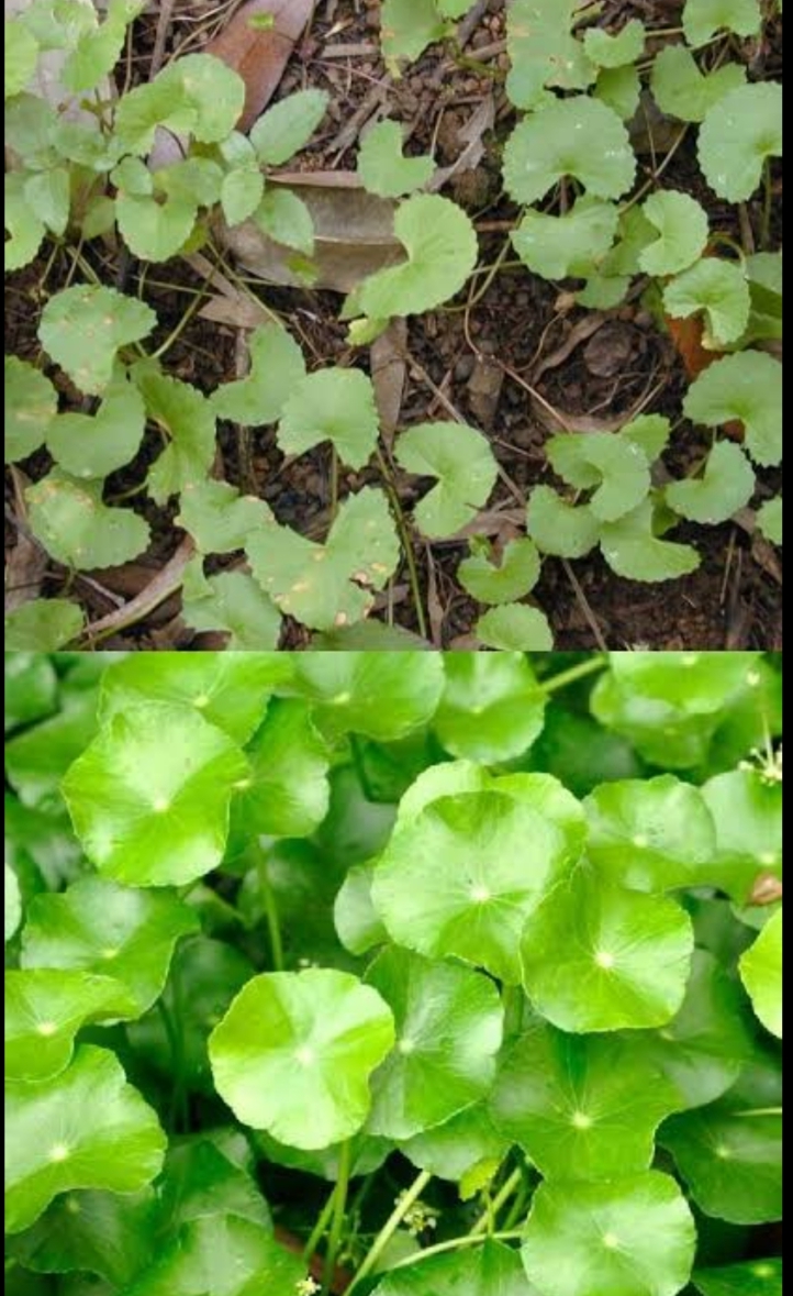 ತಿಮರೆ ಎಲೆ ತಿನ್ನುವುದರಿಂದ ಕೇವಲ 30 ದಿನಗಳಲ್ಲಿ ನಿಮ್ಮ ಬುದ್ಧಿ ಶಕ್ತಿಯನ್ನು ಹೆಚ್ಚಿಸಬಹುದು